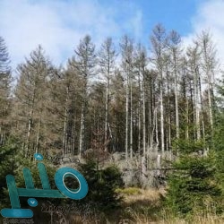 أول تشخيص لحالة أغويرو بعد وعكته الصحية