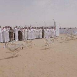 “الصحة”: تسجيل 98 إصابة جديدة بفيروس “كورونا”.. وتعافي 219 حالة