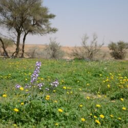 “مكافحة المخدرات” تقبضُ على مخالف لنظام أمن الحدود ومواطنَيْن بحوزتهم (14,850) قرصًا خاضعًا لتنظيم التداول الطبي