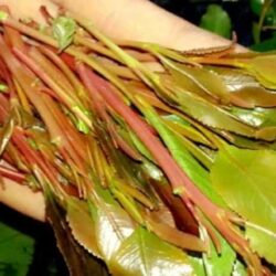 “الخطوط السعودية” تختار مدينة الملك عبدالله الاقتصادية مقراً لعددٍ من قطاعات التحول والخدمات الرقمية