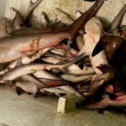 “الصحة”: تسجيل 1082 إصابة جديدة بفيروس كورونا.. و 931 حالة تعافي