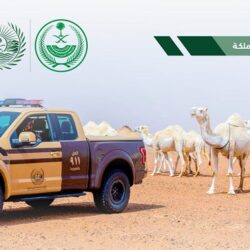 مركز الملك سلمان للإغاثة يوزع 2,813 كرتوناً من التمور في حجة