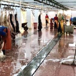 وصول أكثر من 27 ألف حاج إلى المدينة المنورة حتى يوم أمس