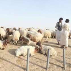 مصر.. القوات المسلحة تتدخل لإنقاذ فنان مشهور