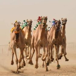 “المخدرات”: القبض على مقيم بحوزته (4.1) كيلوجرامات من مادة الميثامفيتامين المخدر (الشبو) و(2.8) كيلوجرام من مادة الحشيش المخدر