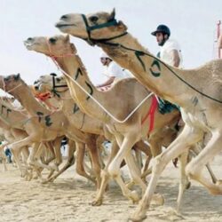 الدولار يرتفع بعد أكبر تراجع يومي في أكثر من أسبوعين