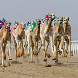 ضبط (14509) مخالفين لأنظمة الإقامة والعمل وأمن الحدود خلال أسبوع