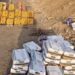 وكالة شؤون المسجد النبوي تُكثّف خدماتها مع وصول طلائع المعتمرين