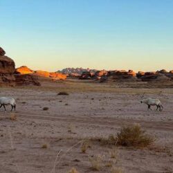 الأسواق تواصل النزيف وسط ضغوط لا تتوقف