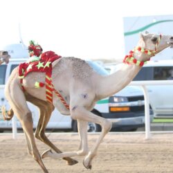 “النيابة العامة”: يُحظر على الممارس الصحي استخدام غير المُرخص لهم صحياً