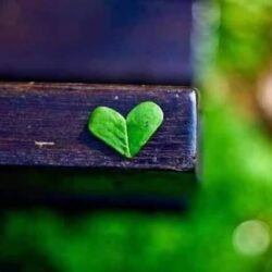 القوات الخاصة للأمن البيئي تضبطُ (19) مخالفًا لنظام البيئة لارتكابهم مخالفات رعي