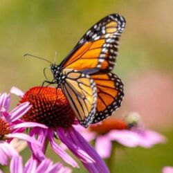 “لتبقى”: ضبط مؤشر الثلاجة يقلل استهلاك الطاقة ويحافظ على الأطعمة