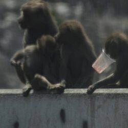 أمانة الطائف تشرع في تنفيذ “حديقة الفراشات” في “مضباع الحوية”