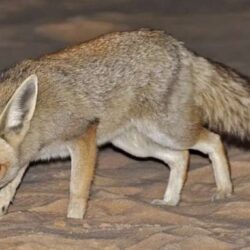 رسميًا.. الهلال يُعلن عن هويته الجديدة