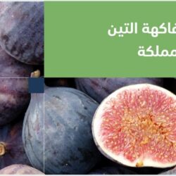 أمانة جدة تعلن الانتهاء من مشروع تصريف الأمطار بحي الأصالة