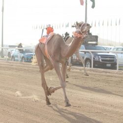 مجلس الصحة الخليجي يصدر دليلاً شاملاً للفحوصات الطبية