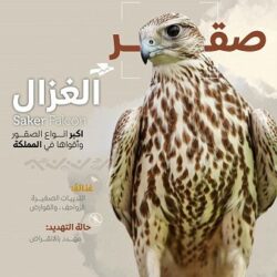 الرائد يستعيد توازنه بنقاط الوحدة