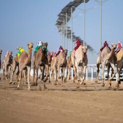 “البيئة”: المملكة تنتج 26.66 ألف طن من فاكهة التين .. وتحقق اكتفاءً ذاتيًا بنسبة 107%