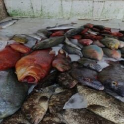 إحباط تهريب أكثر من (48.6) طناً من القات وأكثر من (1.5) طن من الحشيش  و(634) ألف قرص إمفيتامين