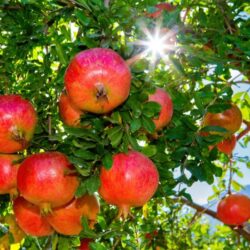 ضبط (15568) مخالفًا لأنظمة الإقامة والعمل وأمن الحدود خلال أسبوع