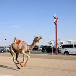 القبض على (4) مقيمين لارتكابهم حوادث نشل بالمدينة