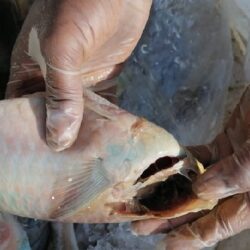 ” الحج والعمرة” تُشدد على ضرورة تجويد الخدمات للمعتمرين والالتزام بإصدار التصاريح