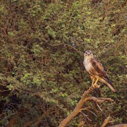 رئيس هيئة الأركان العامة يشهد اختتام المسابقة الدولية التاسعة في حفظ القرآن الكريم للعسكريين