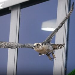 الزنجبيل يوميا يقلل خطر الإصابة بسرطان القولون والمستقيم