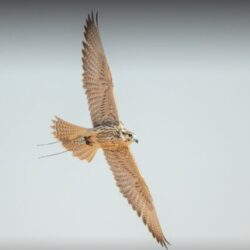 “الأرصاد”: هطول أمطار رعدية على معظم مناطق المملكة اعتبارًا من الغد