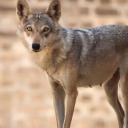 “وليد الفراج”: يطالب بإصدار نسخة إنجليزية للشاشة خلال البث المباشر للمباريات .. ويكشف عن السبب!