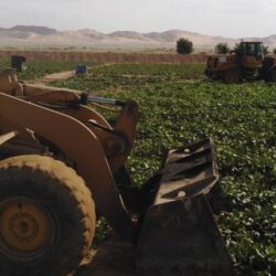 رئاسة شؤون الحرمين تخصص مواقع لتوزيع نسخ القرآن الكريم داخل المسجد الحرام