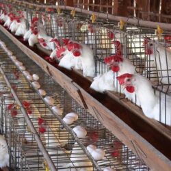 المملكة تنضم إلى تحالف الوظائف التابع للمنتدى الاقتصادي العالمي لدعم مستقبلٍ أفضل للعمل