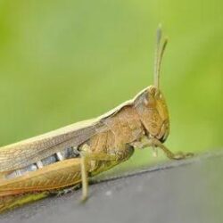 ارتفاع حصيلة ضحايا الزلزال في تركيا إلى 20665 شخصًا