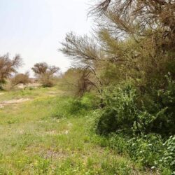 مركز الملك سلمان للإغاثة يوزع 1.000 سلة غذائية في مدينة جلال آباد مركز ولاية ننجرهار بأفغانستان