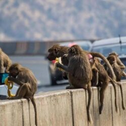 الهلال: كاريلو خضع لجلسة علاجية على موضع الإصابة