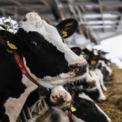 “الأحوال المدنية” توضح الفئات التي يمكنها الاستفادة من “خدمة تقدير”