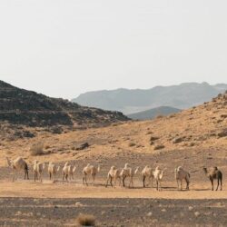 القبض على شخص لتهريبه (176) كلجم من القات بـ”الدائر”