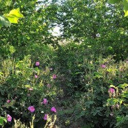 “النيابة العامة” توضح عقوبة الشروع في أي جريمة من جرائم المخدرات