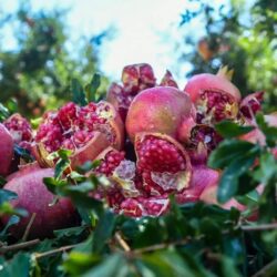 وزير الخارجية يشارك في الاجتماع التشاوري لوزراء خارجية جامعة الدول العربية