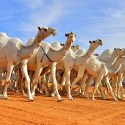 “أرامكو” تستحدث منصبين جديدين لتلبية احتياجات الطاقة في العالم