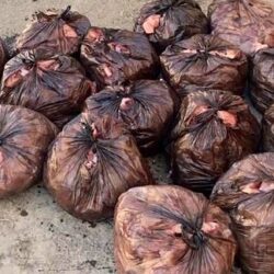 تنفيذ حكم القتل تعزيرًا بمواطن انضم إلى خلية إرهابية وأطلق النار على رجال الأمن