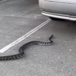 4 مبادرات مجتمعية لشركة نجم ضمن برنامج “نجم الخير”