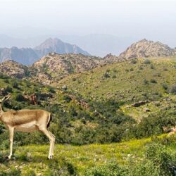 “الزكاة والضريبة ” تدعو المنشآت الخاضعة لضريبة الاستقطاع إلى تقديم إقراراتها عن شهر أبريل