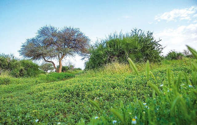 محمية الإمام عبدالعزيز الملكية