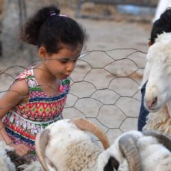 إحباط تهريب 602 كيلو جرامًا من القات المخدر