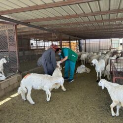 شؤون الحرمين تقف على جاهزية التوسعة السعودية الثالثة