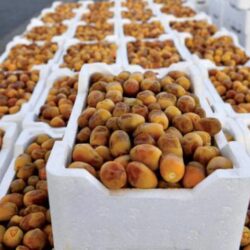 مركز الملك سلمان للإغاثة يسيّر أولى طلائع الجسر البحري الإغاثي السعودي إلى السودان