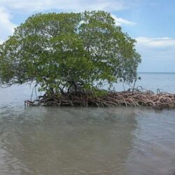 “النصر” يقترب من توقيع ساديو ماني