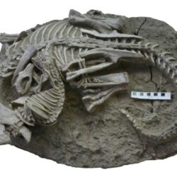 فحص جواز السفر السابق حضوريًا شرط للتجديد