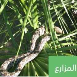 حائل: إصابة 3 أشخاص في انهيار مبنى تحت الانشاء